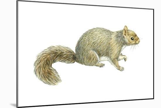 Gray Squirrel (Sciurus Carolinensis), Mammals-Encyclopaedia Britannica-Mounted Art Print