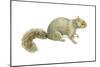 Gray Squirrel (Sciurus Carolinensis), Mammals-Encyclopaedia Britannica-Mounted Art Print