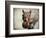 Gray Squirrel with Nut-Jai Johnson-Framed Giclee Print