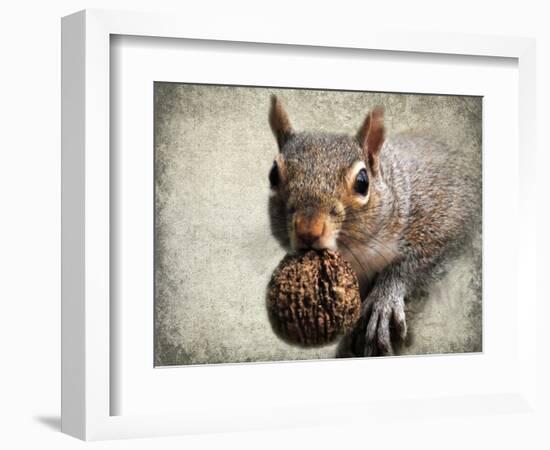 Gray Squirrel with Nut-Jai Johnson-Framed Giclee Print