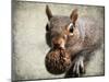Gray Squirrel with Nut-Jai Johnson-Mounted Giclee Print