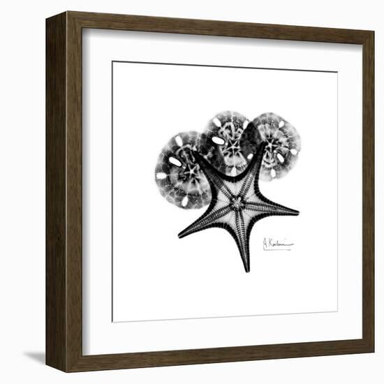 Gray Starfish 1-Albert Koetsier-Framed Art Print