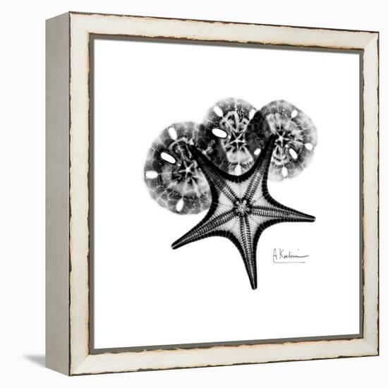 Gray Starfish 1-Albert Koetsier-Framed Stretched Canvas