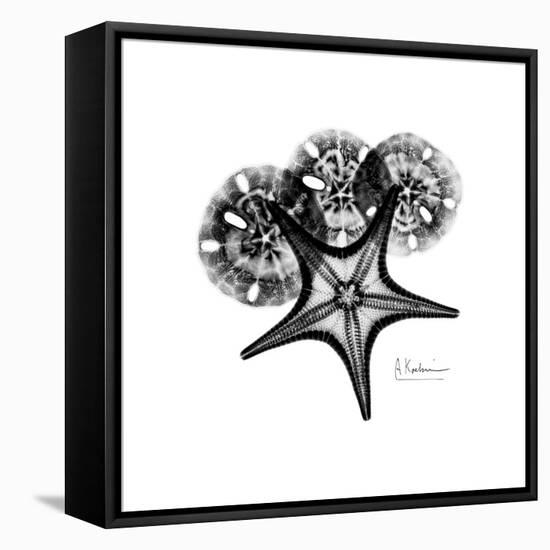 Gray Starfish 1-Albert Koetsier-Framed Stretched Canvas