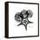 Gray Starfish 1-Albert Koetsier-Framed Stretched Canvas