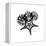 Gray Starfish 1-Albert Koetsier-Framed Stretched Canvas