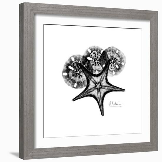 Gray Starfish 1-Albert Koetsier-Framed Art Print