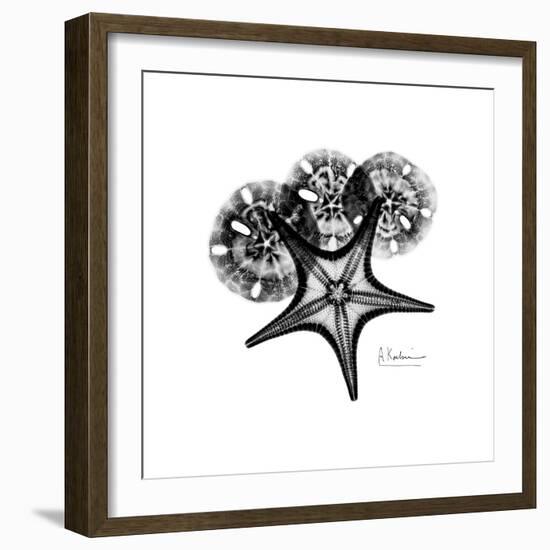 Gray Starfish 1-Albert Koetsier-Framed Art Print