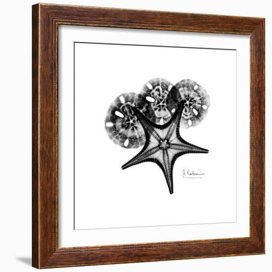 Gray Starfish 1-Albert Koetsier-Framed Art Print