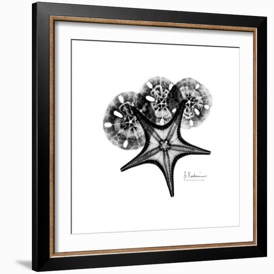 Gray Starfish 1-Albert Koetsier-Framed Art Print