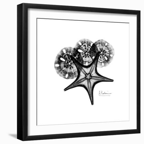 Gray Starfish 1-Albert Koetsier-Framed Art Print