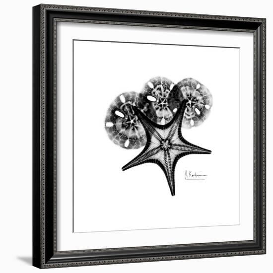 Gray Starfish 1-Albert Koetsier-Framed Art Print