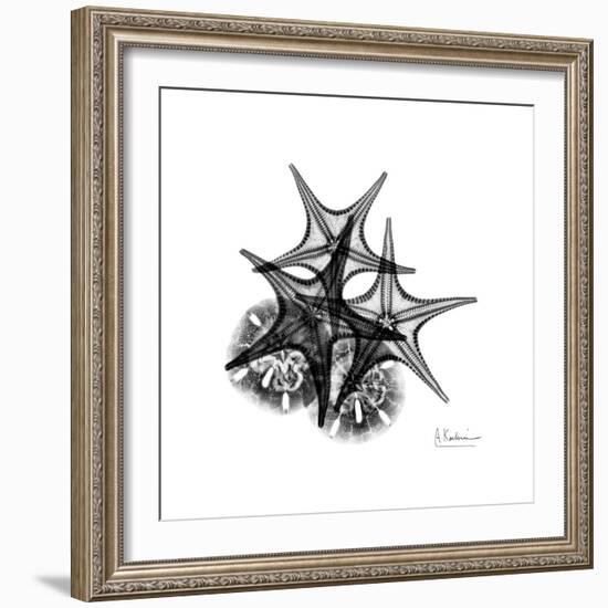 Gray Starfish 2-Albert Koetsier-Framed Art Print