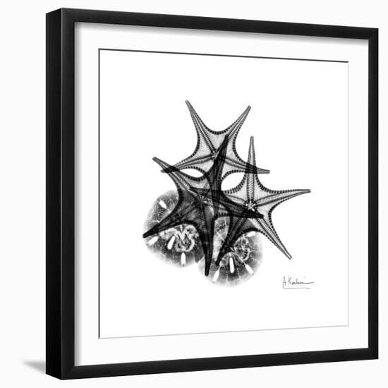 Gray Starfish 2-Albert Koetsier-Framed Art Print