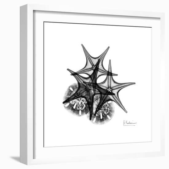 Gray Starfish 2-Albert Koetsier-Framed Art Print