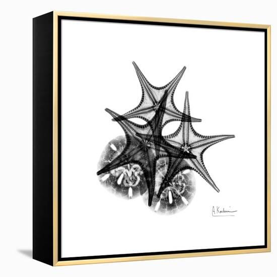 Gray Starfish 2-Albert Koetsier-Framed Stretched Canvas