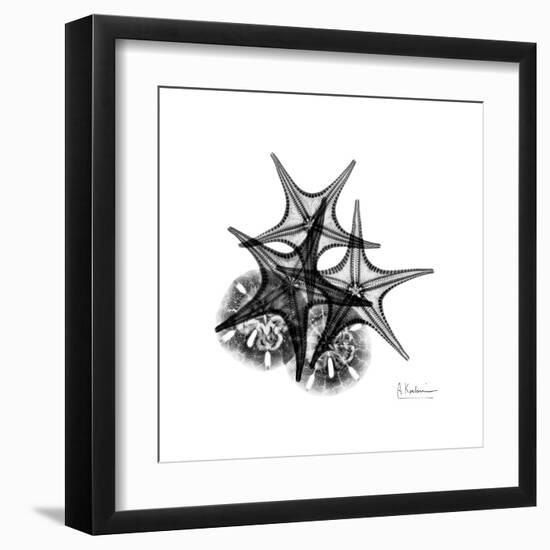 Gray Starfish 2-Albert Koetsier-Framed Art Print