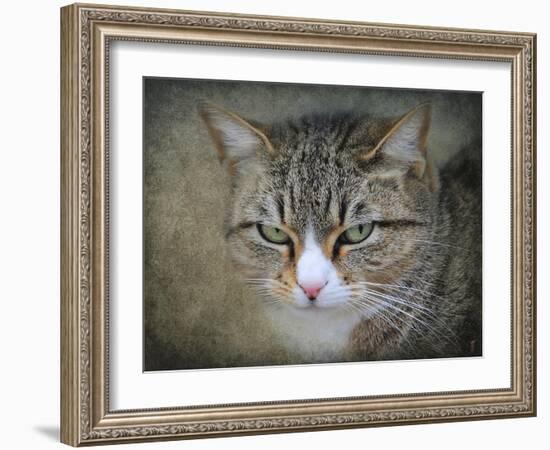 Gray Tabby Cat Portrait-Jai Johnson-Framed Giclee Print