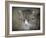 Gray Tabby Cat Portrait-Jai Johnson-Framed Giclee Print