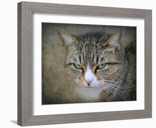 Gray Tabby Cat Portrait-Jai Johnson-Framed Giclee Print