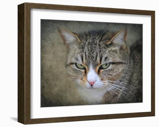 Gray Tabby Cat Portrait-Jai Johnson-Framed Giclee Print