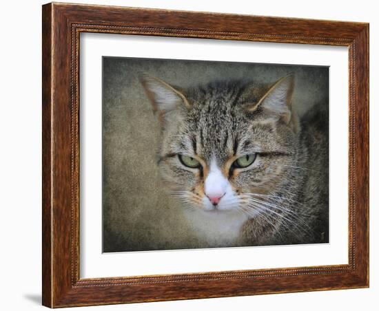 Gray Tabby Cat Portrait-Jai Johnson-Framed Giclee Print