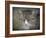 Gray Tabby Cat Portrait-Jai Johnson-Framed Giclee Print