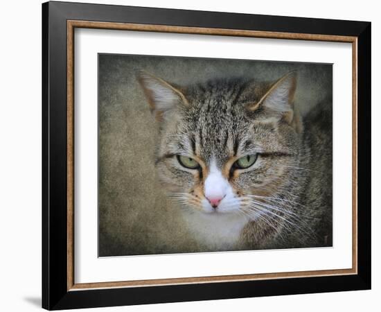 Gray Tabby Cat Portrait-Jai Johnson-Framed Giclee Print