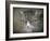 Gray Tabby Cat Portrait-Jai Johnson-Framed Giclee Print