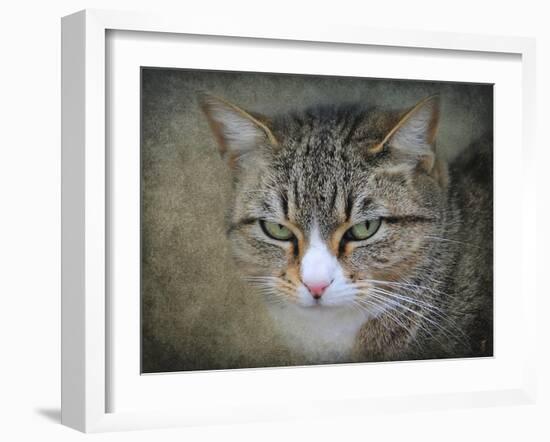 Gray Tabby Cat Portrait-Jai Johnson-Framed Giclee Print