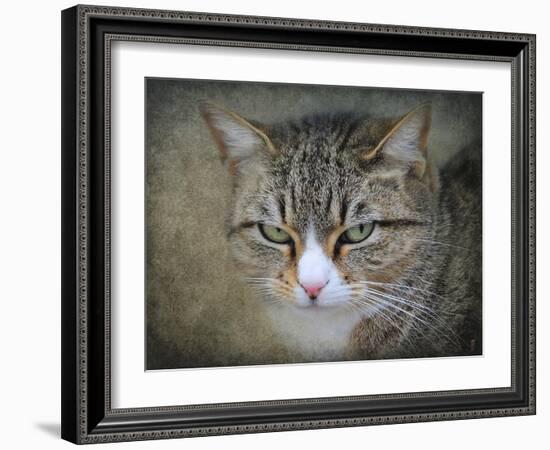 Gray Tabby Cat Portrait-Jai Johnson-Framed Giclee Print