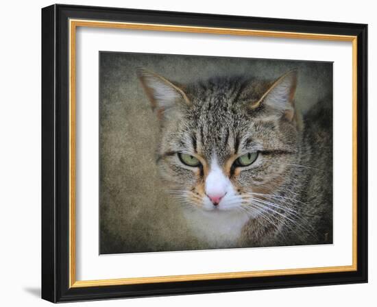 Gray Tabby Cat Portrait-Jai Johnson-Framed Giclee Print