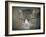 Gray Tabby Cat Portrait-Jai Johnson-Framed Giclee Print