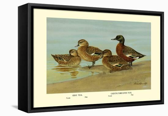 Gray Teal and Chestnut-Breasted Teal-Allan Brooks-Framed Stretched Canvas