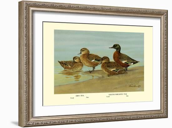 Gray Teal and Chestnut-Breasted Teal-Allan Brooks-Framed Art Print