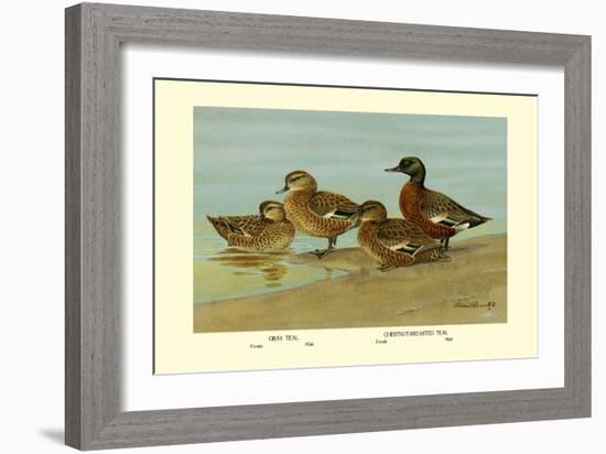 Gray Teal and Chestnut-Breasted Teal-Allan Brooks-Framed Art Print