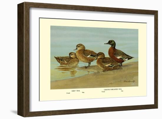 Gray Teal and Chestnut-Breasted Teal-Allan Brooks-Framed Art Print