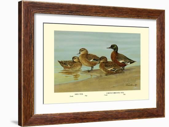 Gray Teal and Chestnut-Breasted Teal-Allan Brooks-Framed Art Print