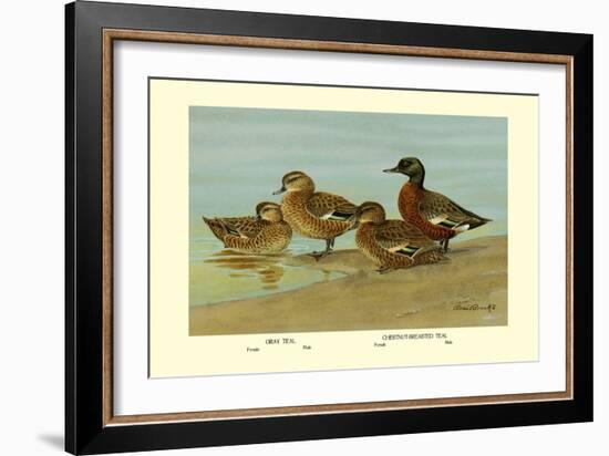 Gray Teal and Chestnut-Breasted Teal-Allan Brooks-Framed Art Print