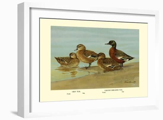 Gray Teal and Chestnut-Breasted Teal-Allan Brooks-Framed Art Print