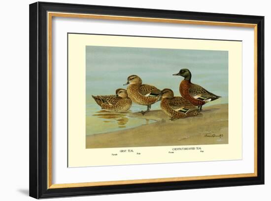 Gray Teal and Chestnut-Breasted Teal-Allan Brooks-Framed Art Print