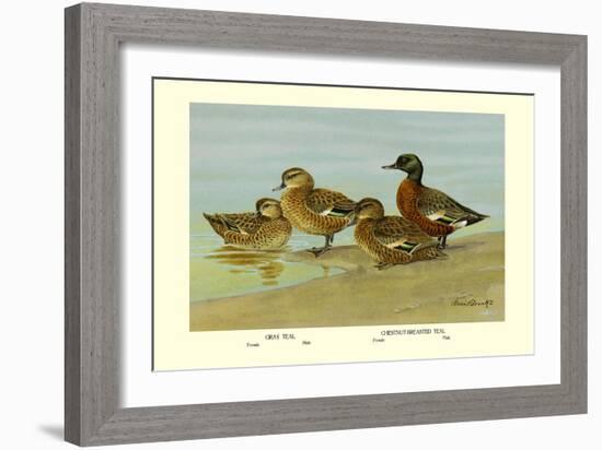 Gray Teal and Chestnut-Breasted Teal-Allan Brooks-Framed Art Print