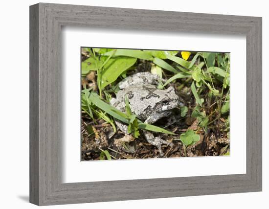 Gray Treefrog-Lynn M^ Stone-Framed Photographic Print