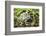 Gray Treefrog-Lynn M^ Stone-Framed Photographic Print