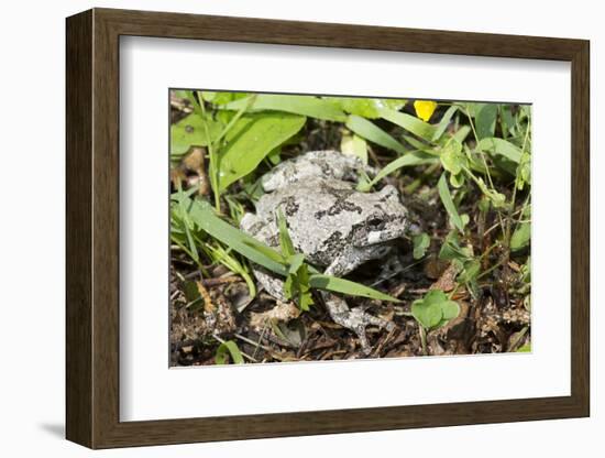 Gray Treefrog-Lynn M^ Stone-Framed Photographic Print