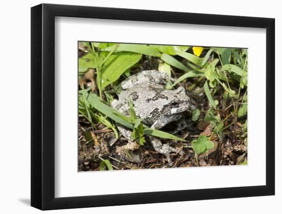 Gray Treefrog-Lynn M^ Stone-Framed Photographic Print