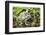 Gray Treefrog-Lynn M^ Stone-Framed Photographic Print