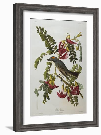 Gray Tyrant. Gray Kingbird-John James Audubon-Framed Giclee Print