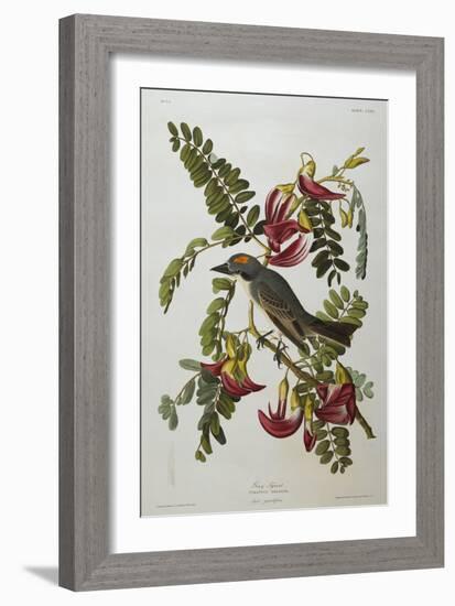 Gray Tyrant. Gray Kingbird-John James Audubon-Framed Giclee Print