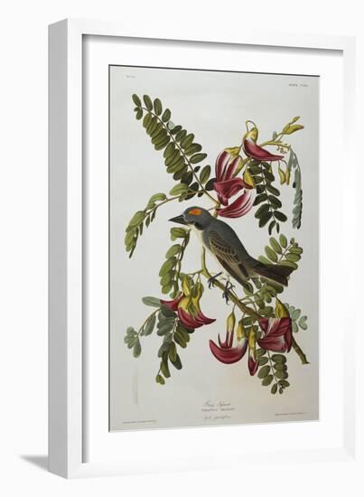 Gray Tyrant. Gray Kingbird-John James Audubon-Framed Giclee Print